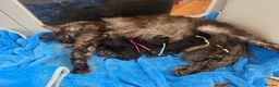 Mixed Breed cats for sale: 6 beautiful maine coon X  in Clacton-on-Sea - Advert 2