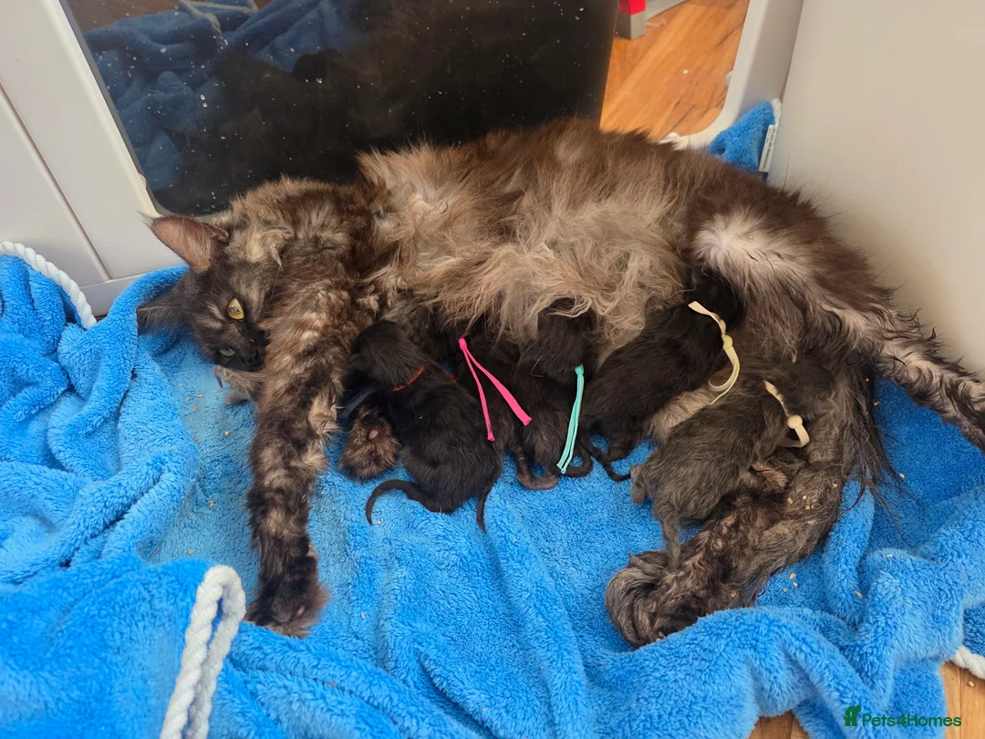 Mixed Breed cats for sale: 6 beautiful maine coon X  in Clacton-on-Sea - Advert 2