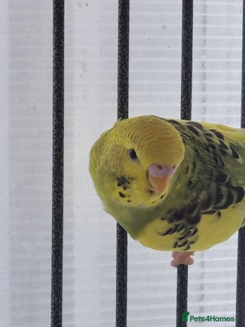 Budgerigars birds - Advert 9