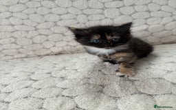 Mixed Breed cats for sale: 7 little kittens - Image 12