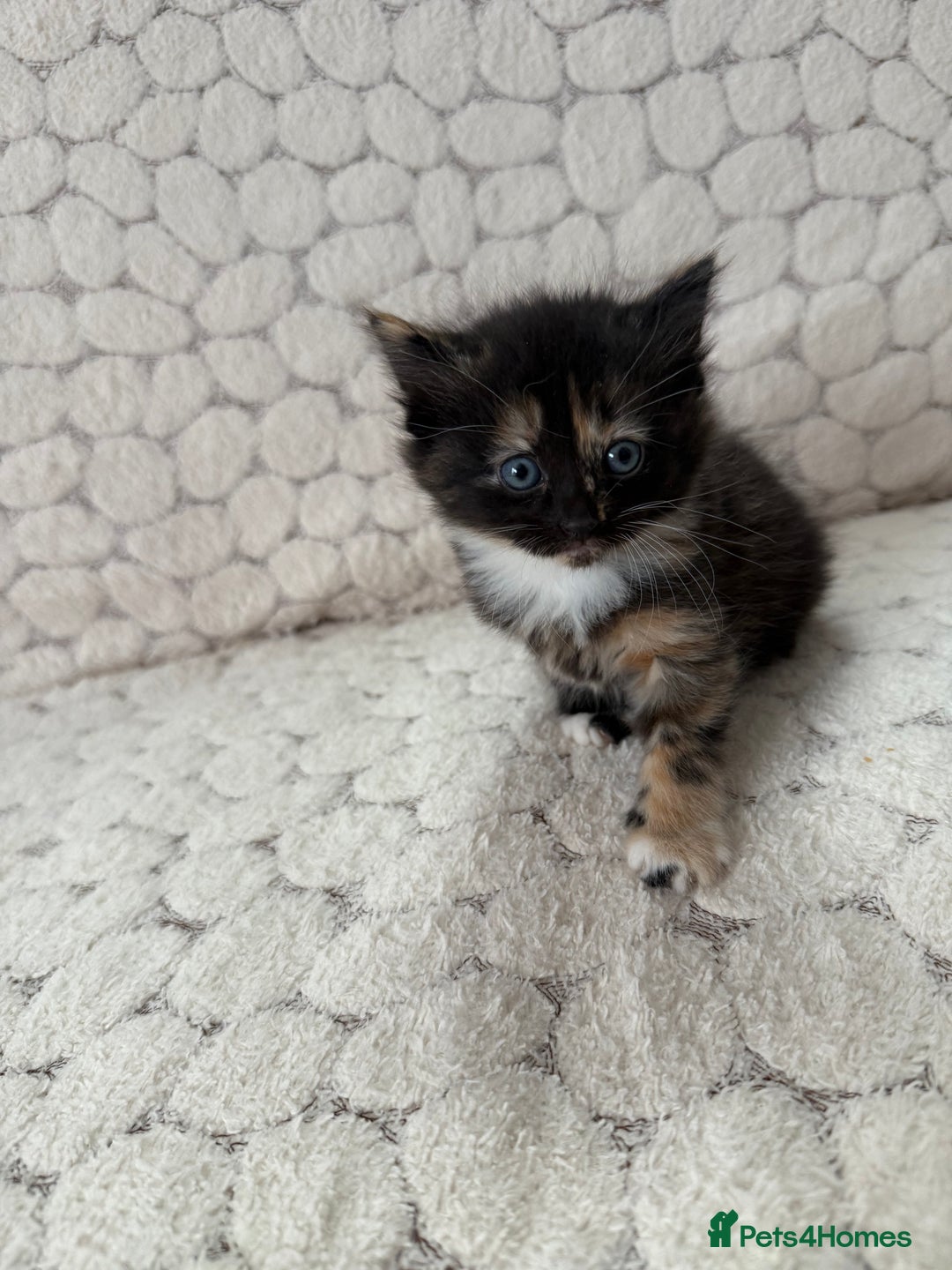 Mixed Breed cats for sale: 7 little kittens - Image 12