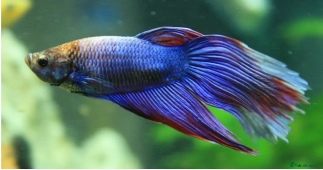 Bettas fish for sale: Purple Betta, 4 Corydoras, Catfish and Apple snail - Advert 1
