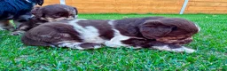 Labradoodle dogs for sale: Beautiful Chocolate Labradoodle Babies 🐾🐾🐾 - Advert 7