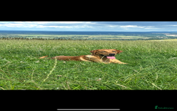 Labrador Retriever dogs for stud: Fox Red Labrador Stud, KC Reg, Champion line  - Image 3