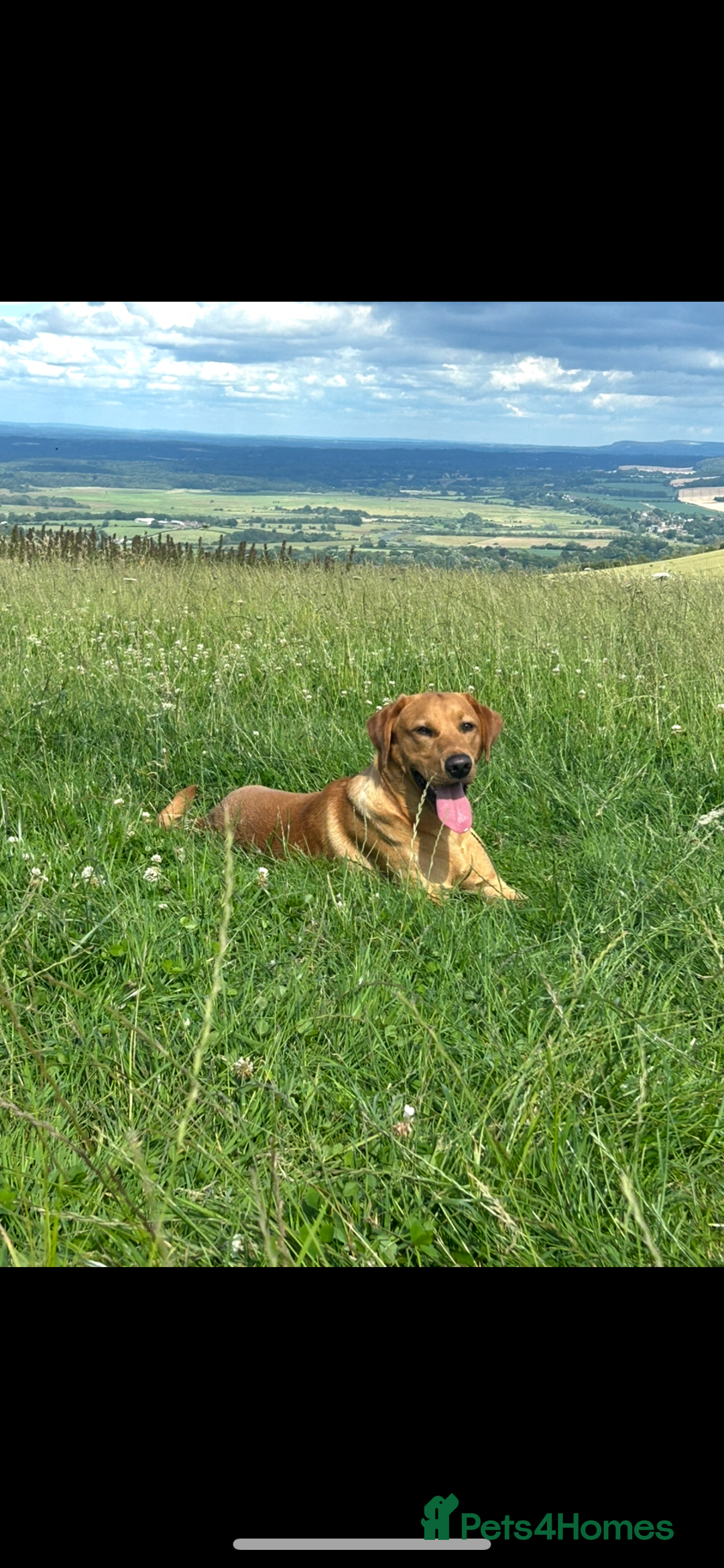 Labrador Retriever dogs for stud: Fox Red Labrador Stud, KC Reg, Champion line  - Image 3