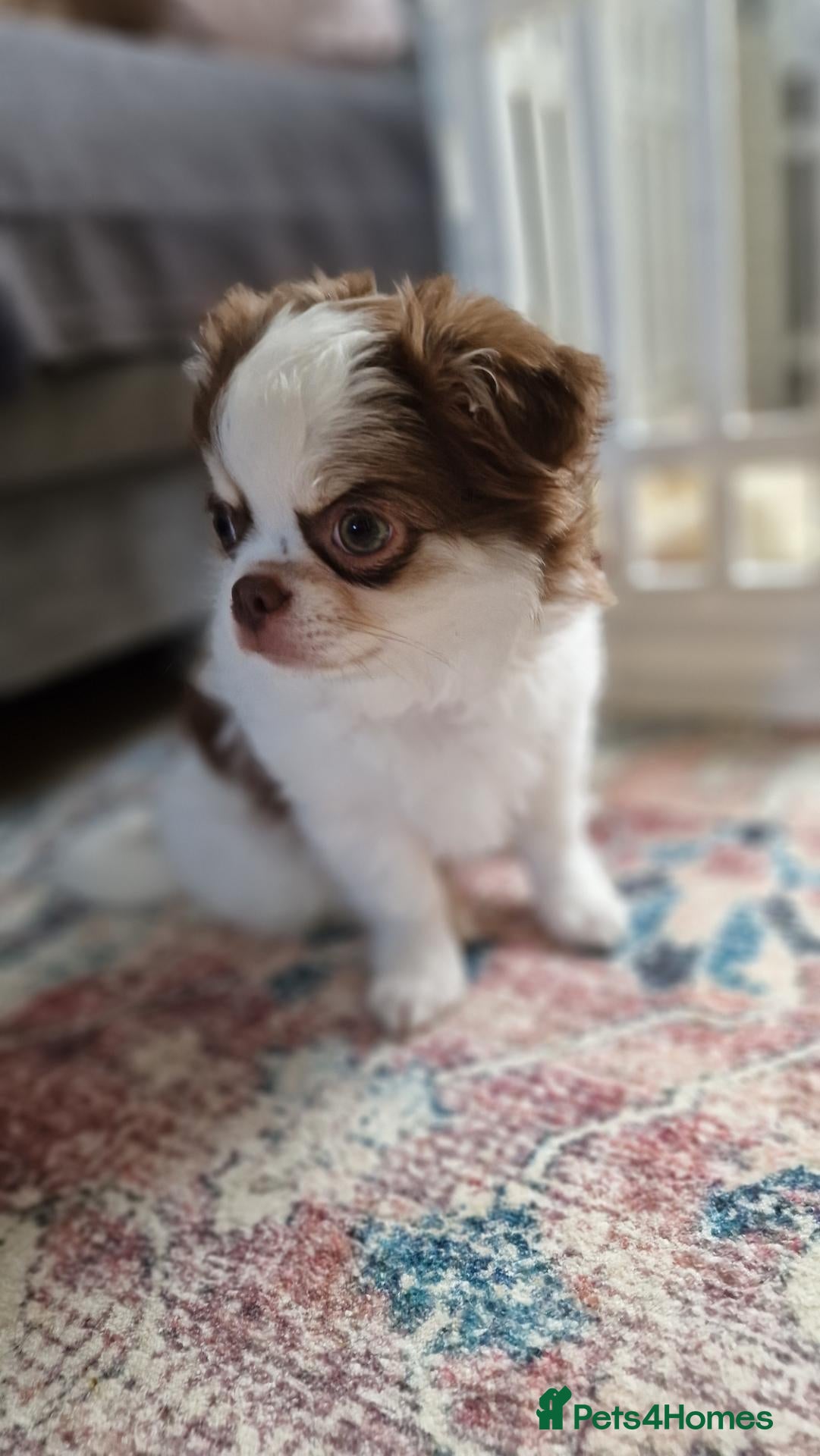 Chihuahua dogs READY NOW KC reg CHIHUAHUA Long coat chocolate boy - Advert 1