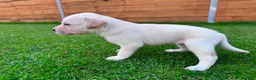 Labrador Retriever dogs for sale: KC Registered Labrador Babies 🐾🐾🐾 - Advert 11