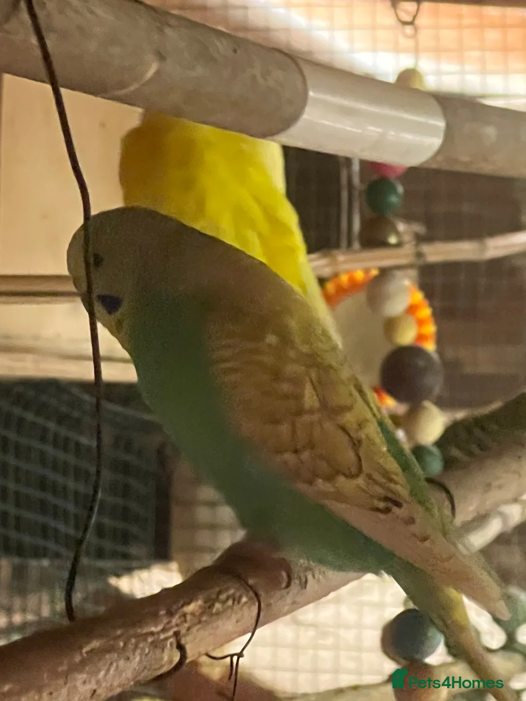 Budgerigars birds for sale: Birds in Leicester - Advert 2