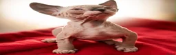 Sphynx cats for sale: Canadian sphynx kittens  - Advert 11