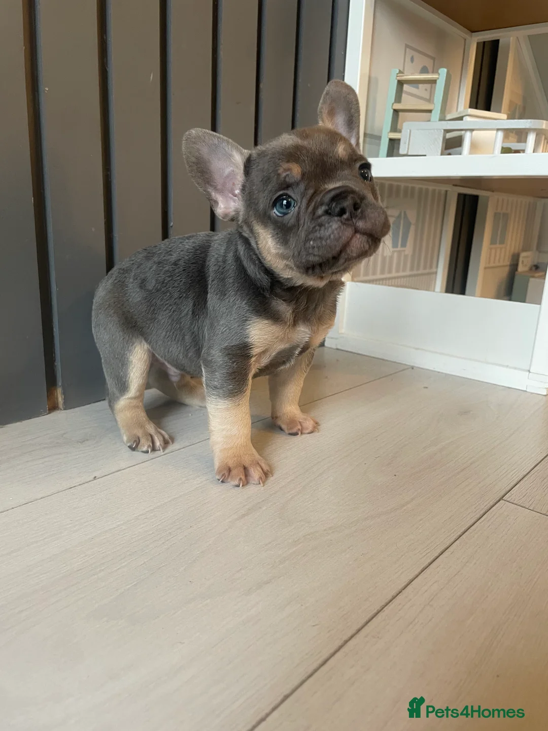 French Bulldog dogs for sale: Beautiful healthy French bulldogs  - Advert 12