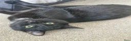Domestic Shorthair cats for sale: A beautiful friendly Young Black Cat Young male - Advert 3