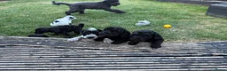 Mixed Breed dogs for sale: Jackapoo puppies  in Luton - Advert 17