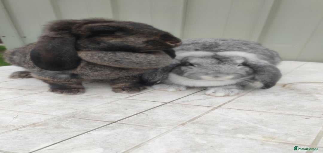 Gallery Image {{count}}