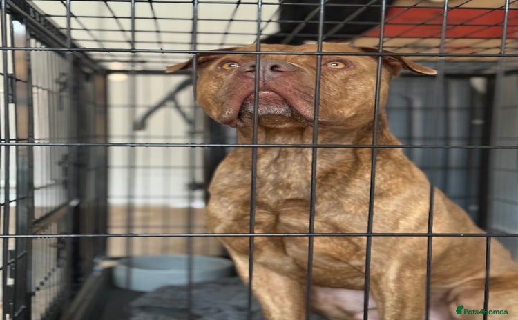 American Bull Staffy dogs Nelson - Advert 8