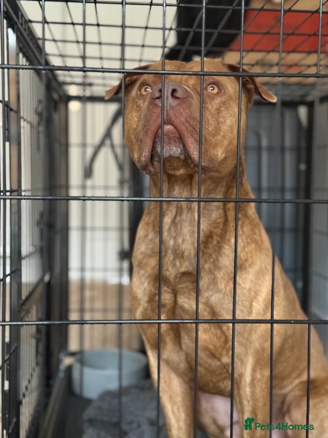 American Bull Staffy dogs for stud: Nelson - Advert 1