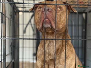 American Bull Staffy dogs for stud: Nelson - Advert 1