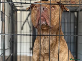 American Bull Staffy dogs Nelson - Advert 1