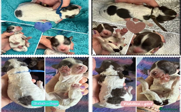 Cockapoo dogs Beautiful F2b Cockapoo Pups roan 1M & 1F available - Advert 11