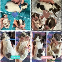 Cockapoo dogs Beautiful F2b Cockapoo Pups 1F roan available - Advert 2