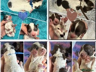 Cockapoo dogs Beautiful F2b Cockapoo Pups roan 1M & 1F available - Advert 4