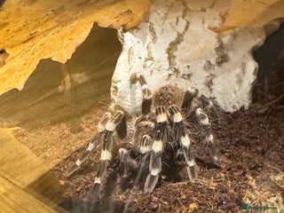 Tarantulas invertebrates Brazilian White Knees - Advert 7