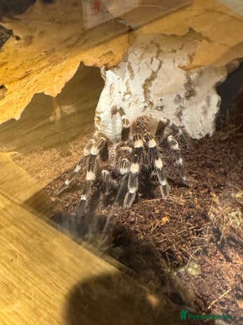 Tarantulas invertebrates Brazilian White Knees - Advert 1