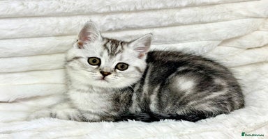 British Shorthair cats - Advert 4