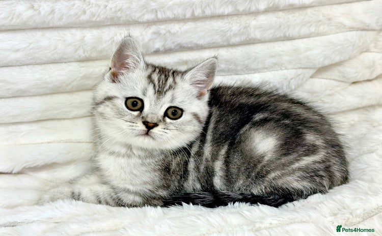 British Shorthair cats - Advert 15