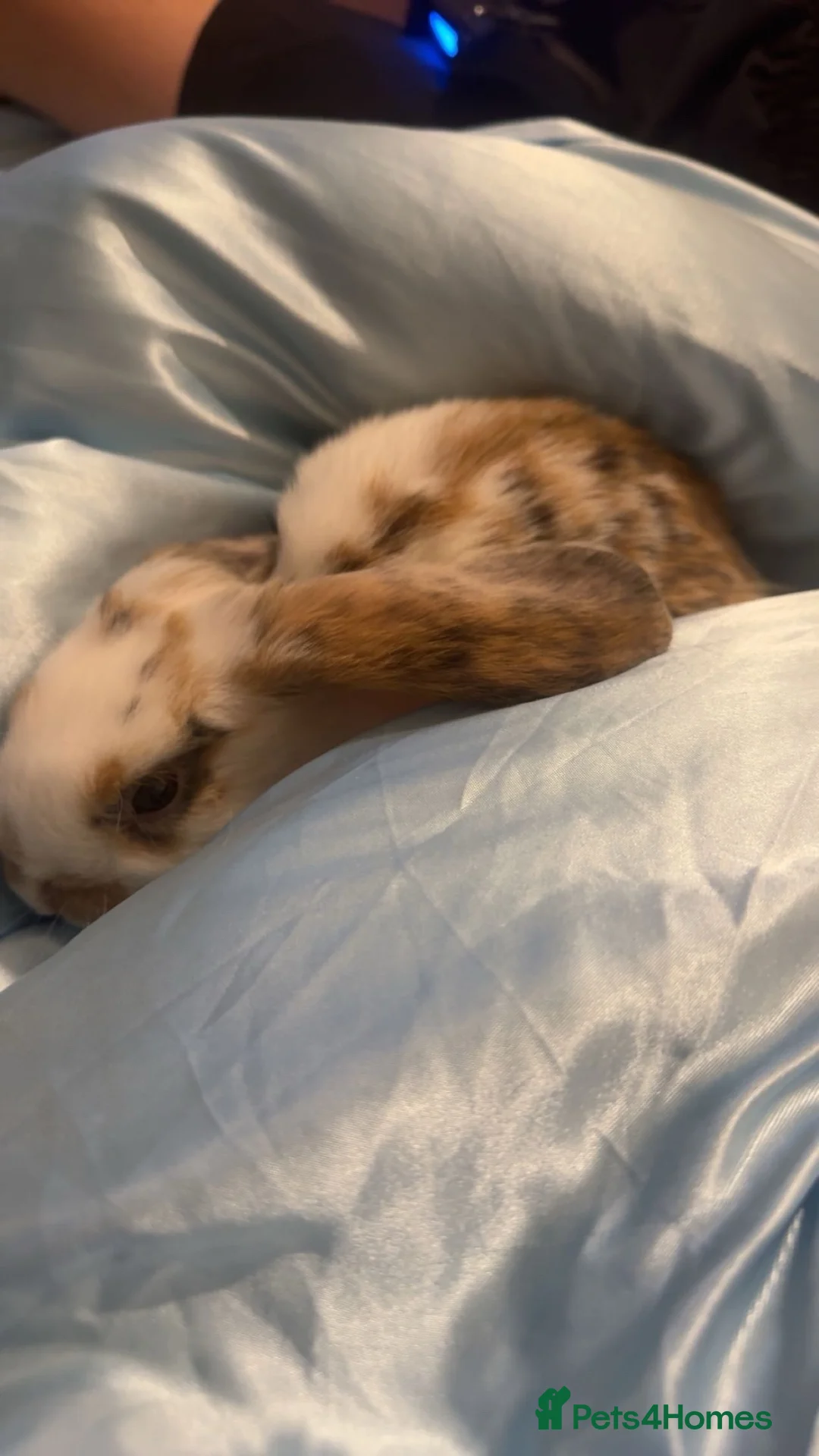 Mini Lop rabbits for sale: Beautiful friendly mini lop rabbit  in Witham - Advert 2