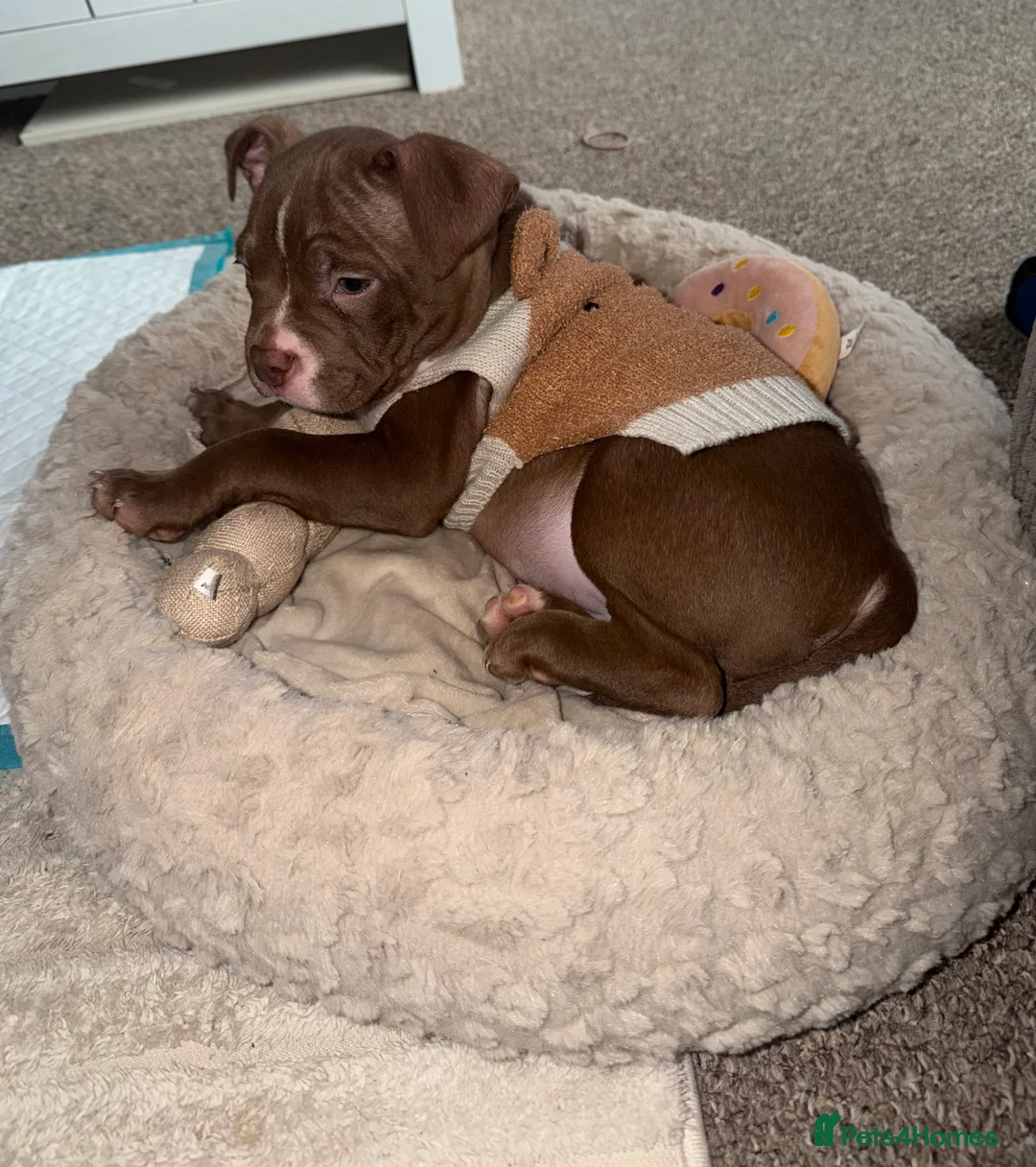 Mixed Breed dogs for sale: Male Pocket Bully - Advert 5