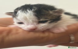 Mixed Breed cats for sale: Seven Tiny Adventures Waiting for Their Families - Advert 10