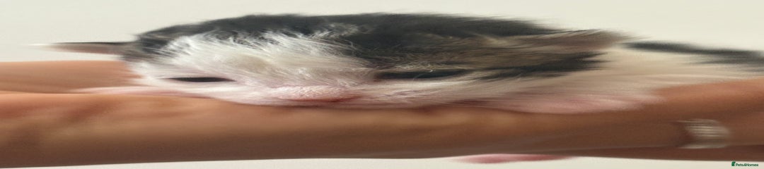 Mixed Breed Kitten 3