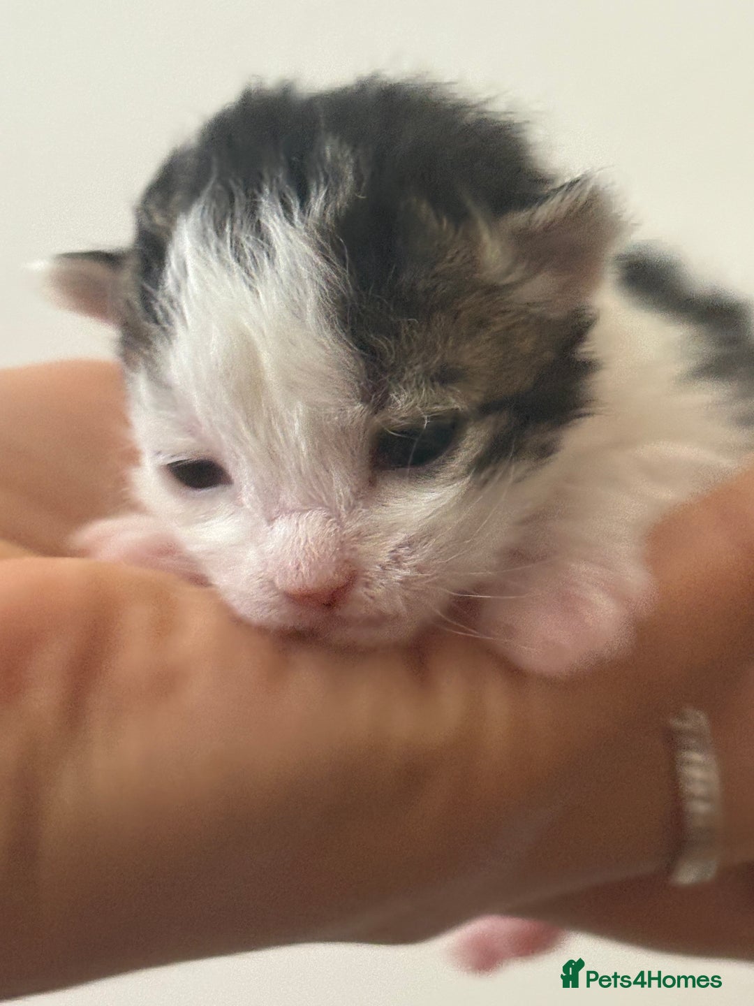 Mixed Breed cats for sale: Seven Tiny Adventures Waiting for Their Families - Advert 10