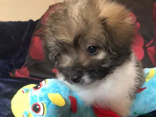 Mixed Breed dogs shihpoo x maltese puppies for sale - Advert 2