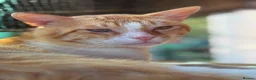 Mixed Breed cats for adoption: He’s just Mircea. in Edinburgh - Advert 1