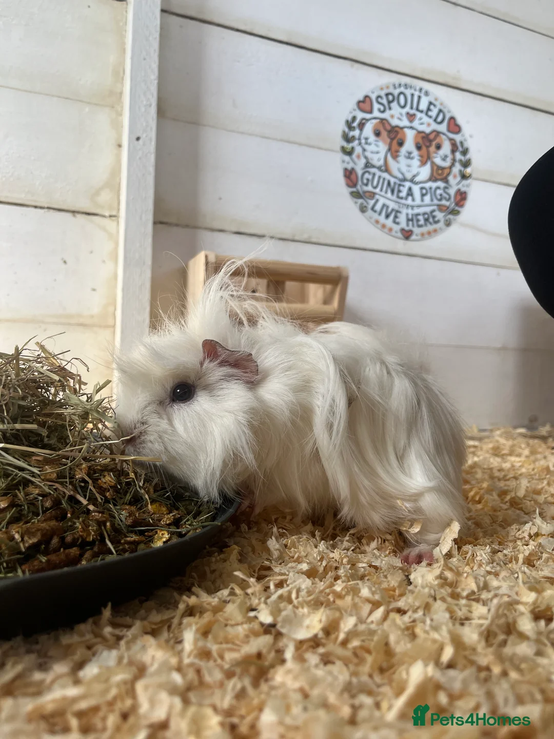 Guinea Pig rodents for sale: Fancy Guinea Pigs  - Advert 6