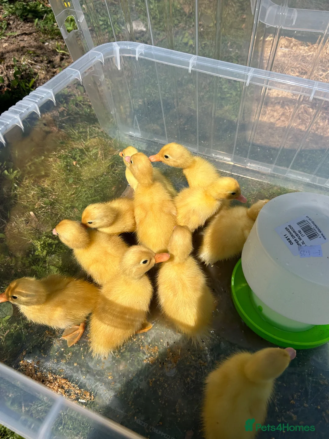 Ducks poultry for sale: Indian runner ducks x Cherry valley  in Bridgwater - Advert 2