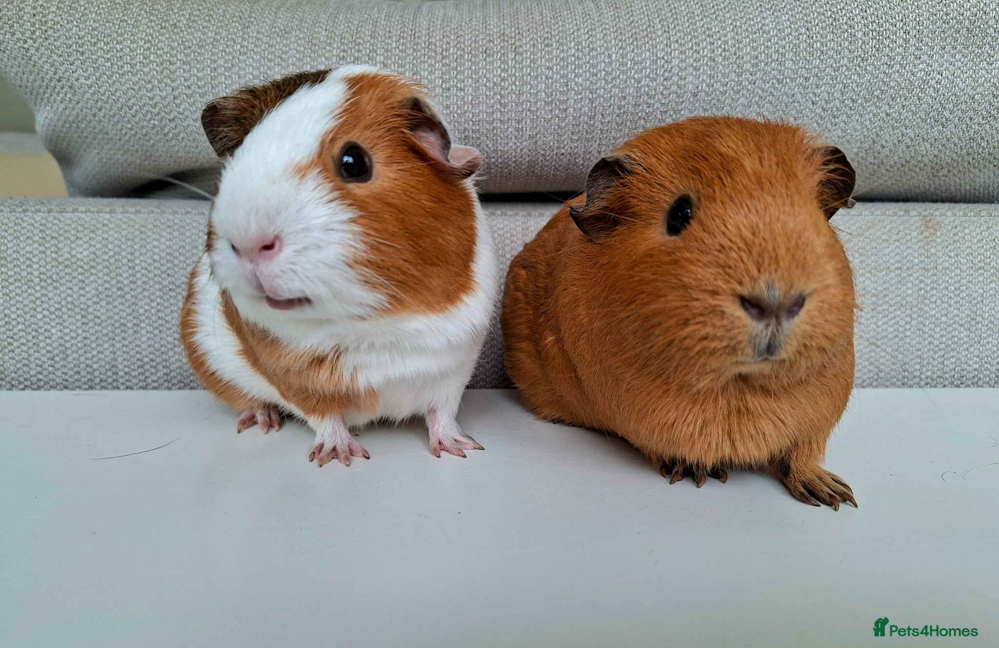 Guinea Pig rodents for sale: Female guinea pigs for sale. 2 Pairs - Advert 1