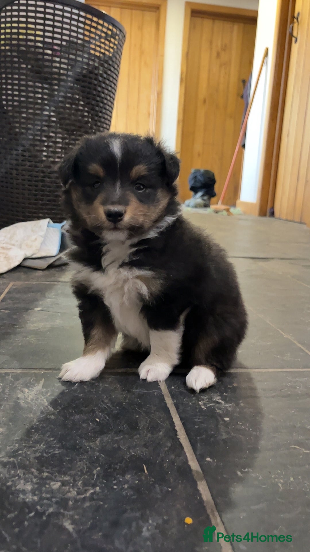 Shetland Sheepdog dogs for sale: Shetland sheepdog puppies  - Advert 8