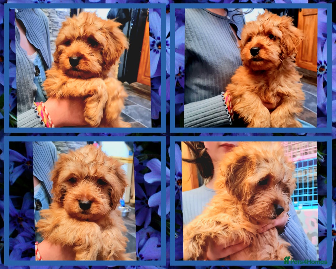 Cockapoo dogs for sale: READY TO LEAVE 4TH OF DECEMBER - Advert 22