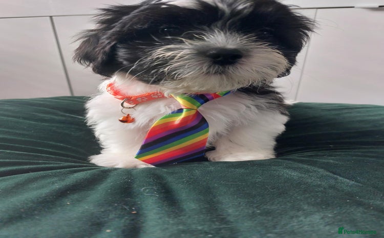 Shih Tzu dogs - Advert 4