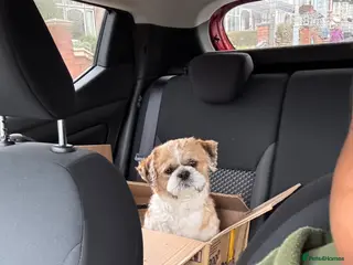 Shih Tzu dogs Shih tzu - Advert 1