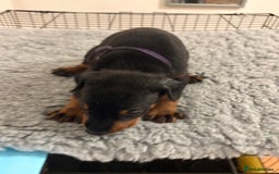 Dobermann dogs for sale: KC Registered Champion-lines Dobermans - Image 11