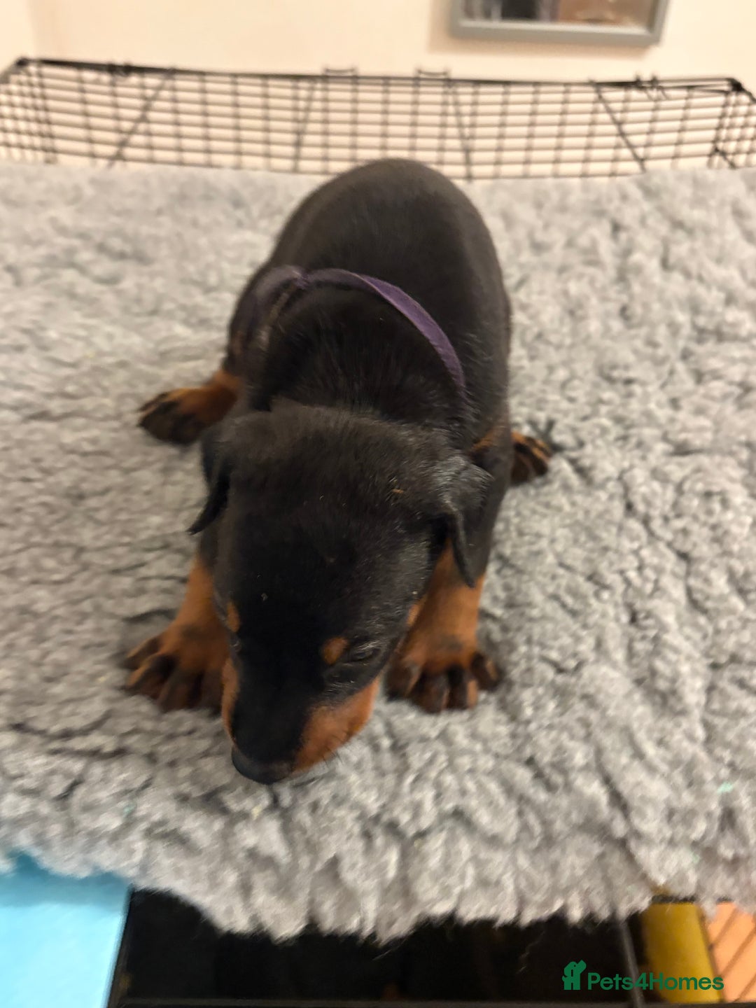 Dobermann dogs for sale: KC Registered Champion-lines Dobermans - Image 11