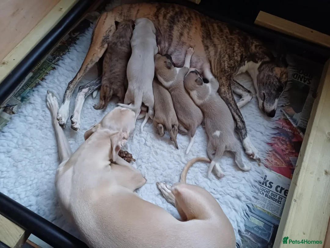 Whippet dogs for stud: Blue Fawn Proven Stud  - Advert 8
