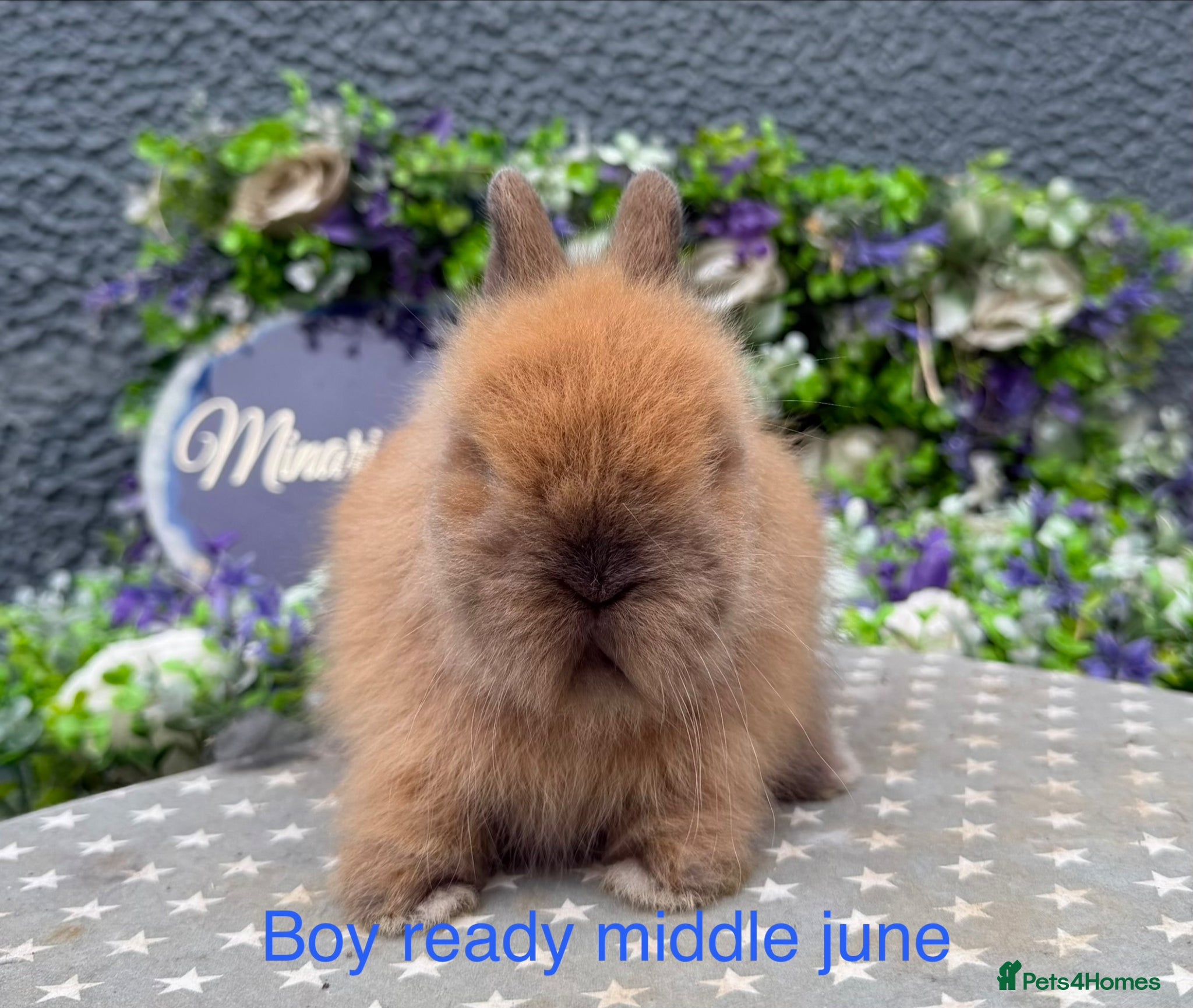 Lionhead rabbits Gorgeous purebred lionheads ready now  - Advert 3