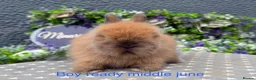 Lionhead rabbits for sale: Gorgeous purebred lionheads ready now  - Advert 1