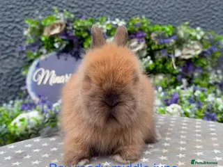 Lionhead rabbits Gorgeous purebred lionheads ready now - Advert 3