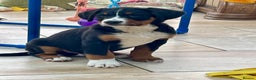 Bernese Mountain Dog dogs for sale: Boys and girls ready  - Advert 6