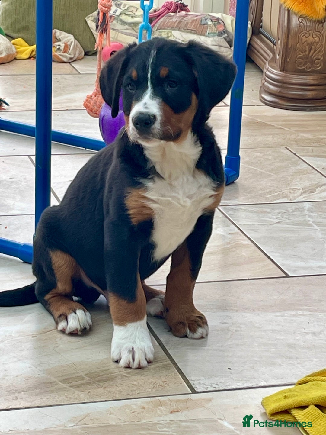 Bernese Mountain Dog dogs for sale: Boys and girls ready  - Advert 6